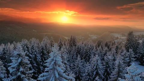 Winter Forest Landscape At Sunset Stock Footage 261311690