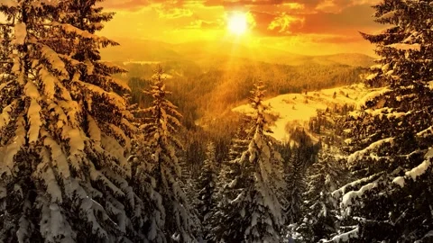 Winter Forest Landscape At Sunset Stock Footage 342945218
