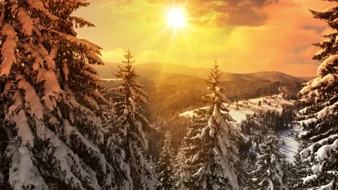 Winter Forest Landscape At Sunset Stock Footage 342945283