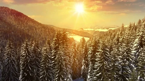 Winter Forest Landscape At Sunset Stock Footage 342949685