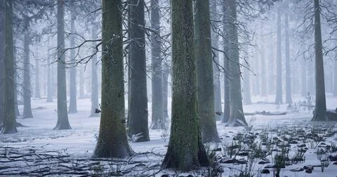 Winter forest landscape with tall trees and snow covering the ground Stock-Illustration