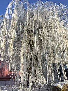 Winter forest landscape. Tall trees under snow cover. January frosty day in park Foto stock