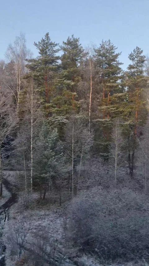 Winter forest landscape from a train window at dawn Stock Footage 321750741