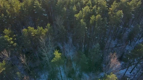 Winter forest landscape upward revealling panorama. Aerial drone footage Stock Footage 146172811