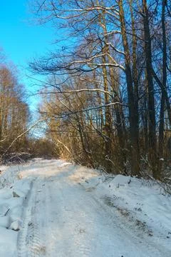 Winter forest landscape. View of the forest covered with snow during sunset.  Stock Photos