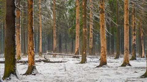 Winter forest landscape in which it is snowing Video stock 51485037