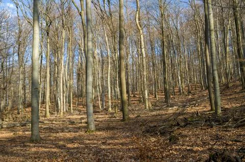 Winter Forest of Leafless Trees Stock Photos