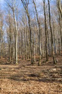 Winter Forest, Leafless Trees Stock Photos