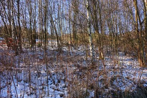 Winter forest with light snow cover Stock Photos