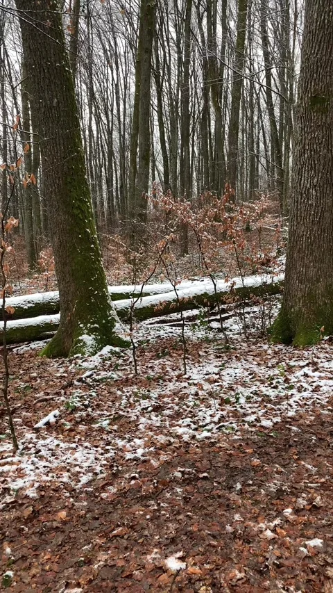 Winter Forest with Light Snow on Fallen Trees Stock Footage 331786421