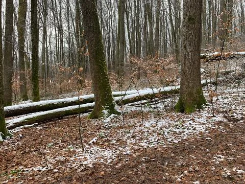 Winter Forest with Light Snow on Fallen Trees Stock Photos