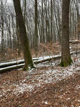 Winter Forest with Light Snow on Fallen Trees Stock Photos