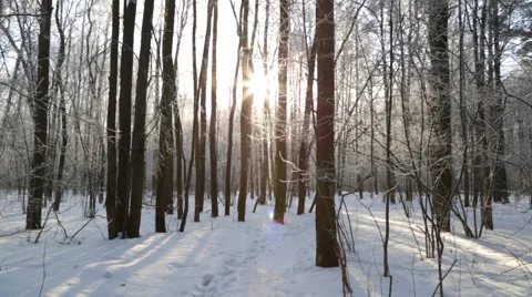 Winter forest, lit by the sun, in calm weather Stock Footage 46179961