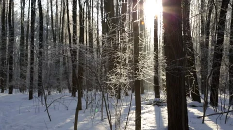 Winter forest, lit by the sun Stock Footage 46179916