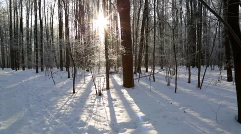 Winter forest, lit by the sun Stock Footage 46179927