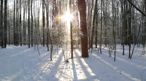 Winter forest, lit by the sun Stock Footage 46179940