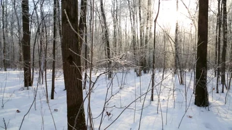 Winter forest, lit by the sun Stock Footage 46180010