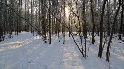 Winter forest, lit by the sun Stock Footage 46212449