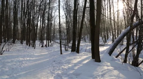 Winter forest, lit by the sun, mother and children on the walk Stock Footage 46180153
