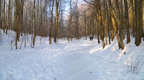 Winter forest, lit by the sun, at sunset Stock Footage 46180134