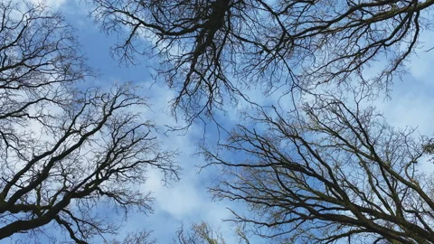 In a winter forest looking up to the blue sky Stock Footage 219411600