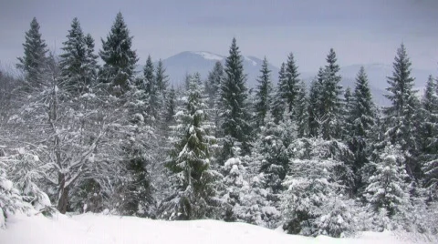Winter forest, loppable Stock-Footage 661403