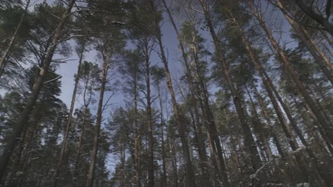 Winter forest. Low tracking shot through the woods. Video stock 147884710