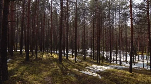 Winter forest with melting snow in spring. Snow on moss Stock Footage 88487078