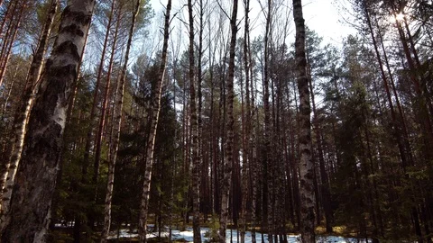 Winter forest with melting snow in spring Stock Footage 88488095