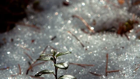 Winter forest with melting snow in spring closeup to blueberry branch Stock Footage 88498868