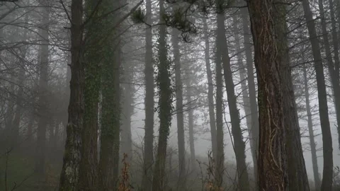 Winter forest in the middle of the fog Stock Footage 256086049