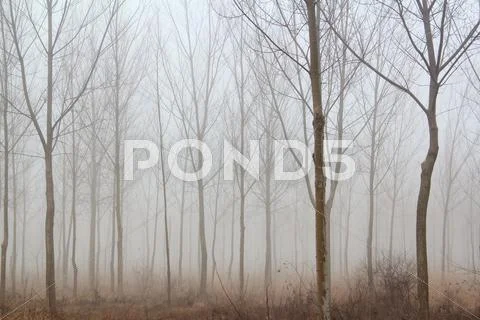 Winter forest mist.JPG Stock-Fotos
