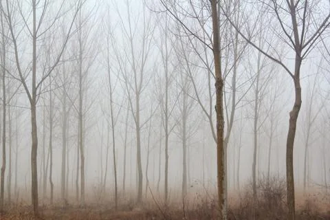 Winter forest mist.JPG Stock Photos