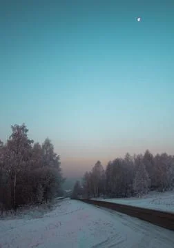 Winter forest with the moon Stock-Fotos