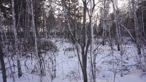 Winter forest. Motion camera. Syberia Stock Footage 102384172
