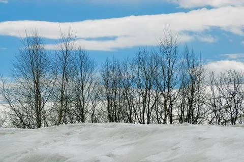 Winter forest in mountain Stock Photos