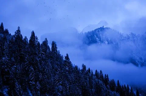 Winter forest with mountains clouds at blue hour mayrhofen austria Stock Photos
