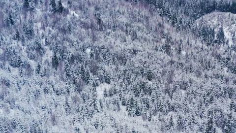 Winter forest in the mountains. evergreen trees. Stock Footage 147192808