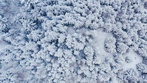 Winter forest in the mountains. evergreen trees. Stock Footage 147193423