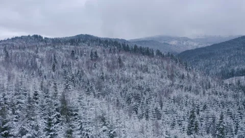 Winter forest in the mountains. evergreen trees. Stock Footage 147193962