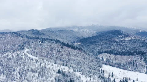 Winter forest in the mountains. evergreen trees. Stock Footage 147194186