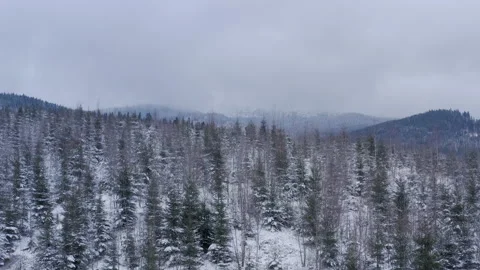 Winter forest in the mountains. evergreen trees. Stock Footage 147194972