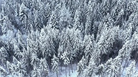 Winter forest in the mountains. evergreen trees. Stock Footage 147195187