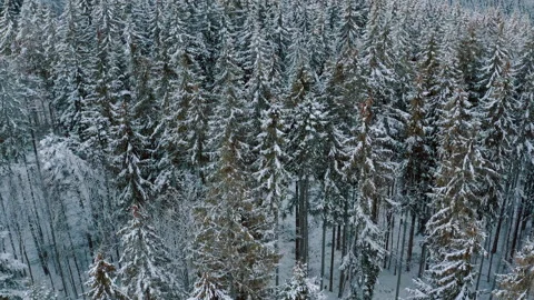 Winter forest in the mountains. evergreen trees. 库存影片 147195479