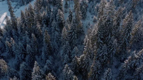 Winter forest in the mountains. evergreen trees. Stock Footage 147195963