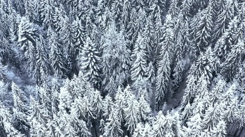 Winter forest in the mountains. evergreen trees. Stock Footage 147196319
