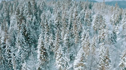 Winter forest in the mountains. evergreen trees. Stock Footage 147196843
