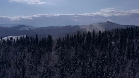 Winter forest in the mountains. evergreen trees. Stock Footage 147197764