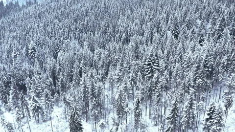 Winter forest in the mountains. evergreen trees. Stock Footage 147198425