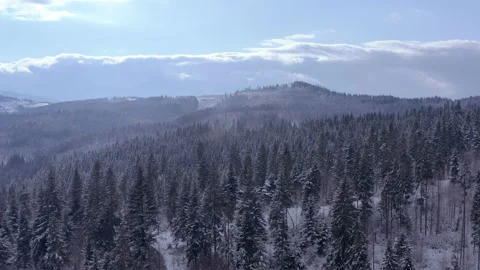 Winter forest in the mountains. evergreen trees. Stock Footage 147198870